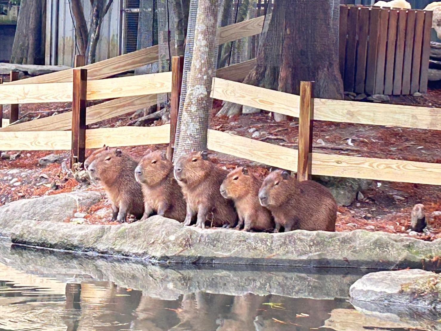 River Forest Leisure Farm Dongshan  Exterior foto